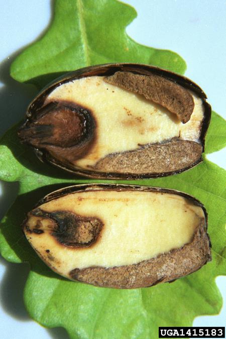 želodov kelihovec (<i>Ciboria batschiana</i>) na <i>Quercus</i> spp.