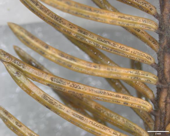 <i>Rhizosphaera pini</i> na smreki