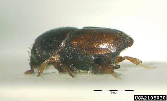 mali brestov beljavar (<i>Scolytus multistriatus</i>)