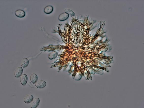 Tubakia dryina