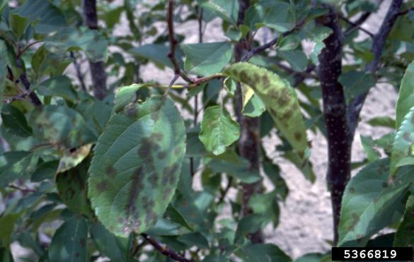 <i>Venturia inaequalis</i> na <i>Malus</i> spp.