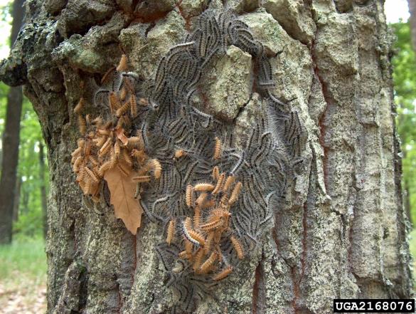 hrastov sprevodni prelec (<i>Thaumatopoea processionea</i>) na <i>Quercus cerris</i>