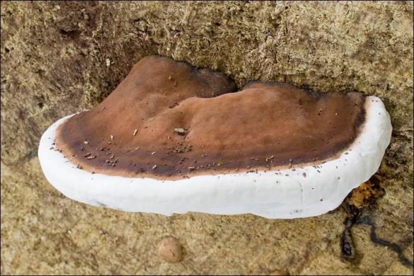 Ganoderma applanatum