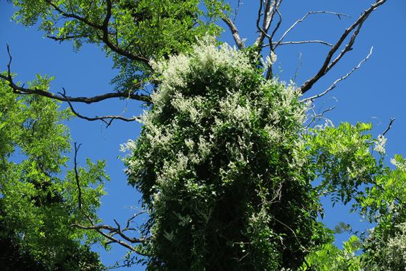 <i>Fallopia baldschuanica</i>