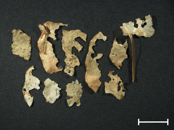 Aecidium ficariae