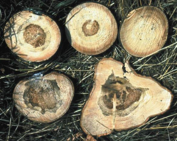 Haematostereum sanguinolentum