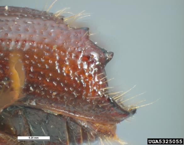 ostrozobi borov lubadar (<i>Ips acuminatus</i>)