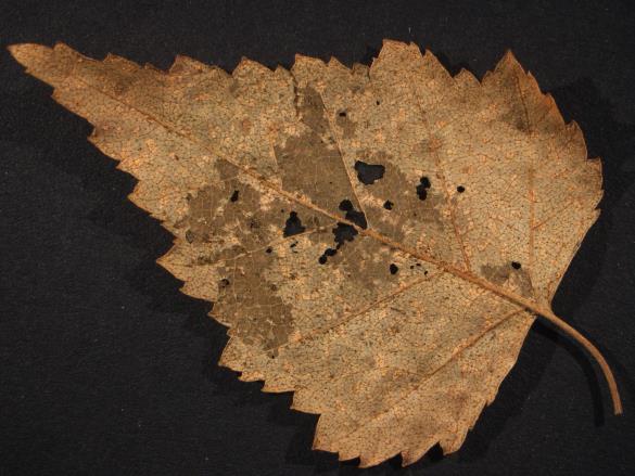 Melampsora betulina