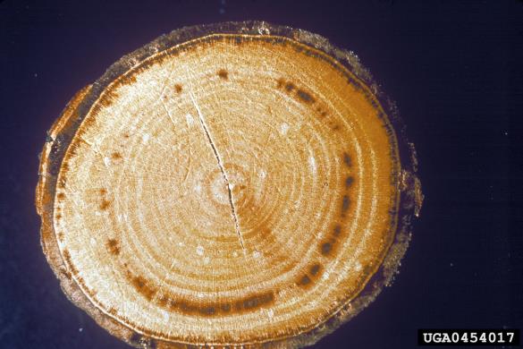 <i>Ophiostoma ulmi</i> na <i>Ulmus</i> spp.
