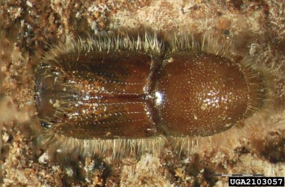 veliki macesnov lubadar (<i>Ips cembrae</i>) na <i>Larix decidua</i>