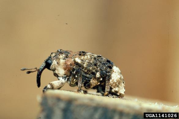 jelšar (<i>Cryptorrhynchus lapathi</i>)