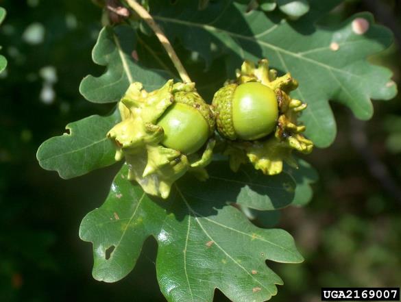 <i>Andricus quercuscalicis</i> na <i>Quercus</i> spp.