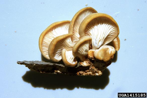 bukov ostrigar (<i>Pleurotus ostreatus</i>) na <i>Fagus sylvatica</i>