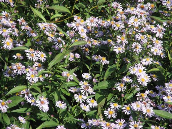 <i>Symphyotrichum</i>