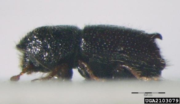 dvozobi borov lubadar (<i>Pityogenes bidentatus</i>)