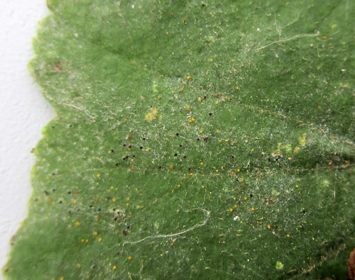 <em>Erysiphe penicillata</em>