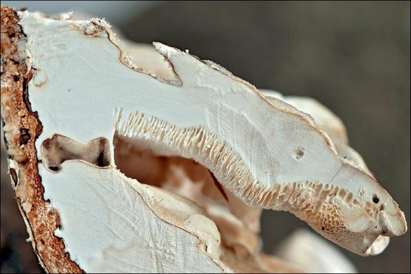 Trametes ochracea