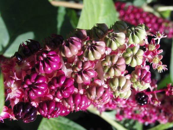 <i>Phytolacca acinosa</i>