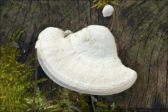 Trametes gibbosa