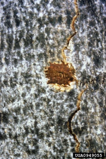 azijski kozliček (<i>Anoplophora glabripennis</i>)