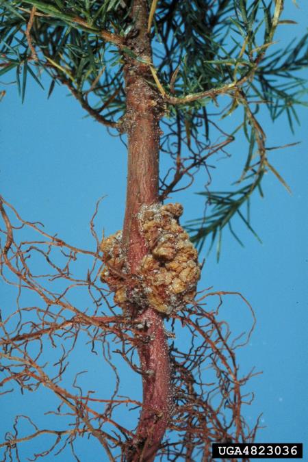 <i>Agrobacterium tumefaciens</i>