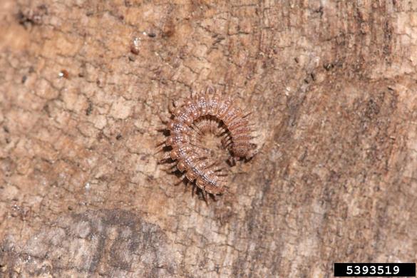 <i>Polydesmus</i>