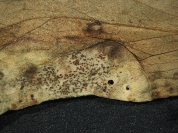 Aecidium quadrifidum