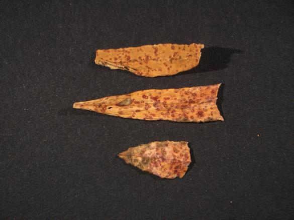 Melampsora euphorbiae 