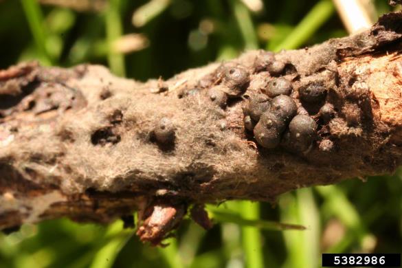 hrastov koreninoses (<i>Rosellinia quercina</i>) na <i>Quercus</i> spp.