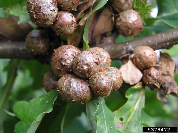 <i>Andricus lignicolus</i> na <i>Quercus</i> spp.