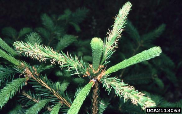 navadna smrekova grizlica (<i>Pristiphora abietina</i>) na <i>Picea abies</i>