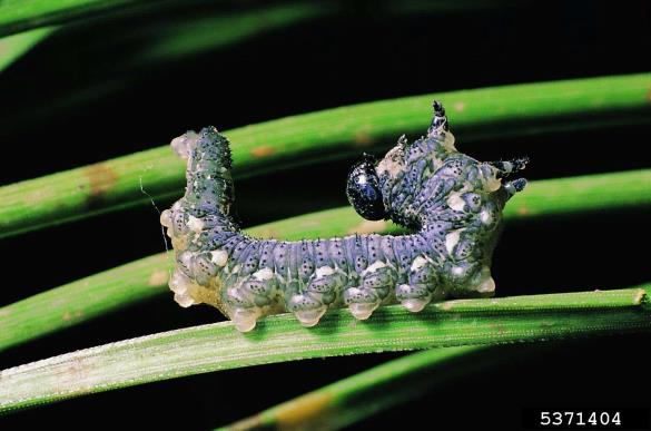 rjava borova grizlica (<i>Neodiprion sertifer</i>)