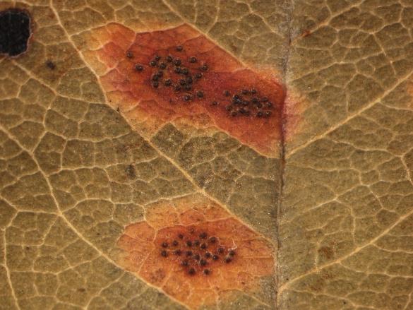 Gymnosporangium juniperinum