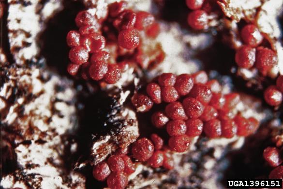 škrlatna bradavička (<i>Nectria coccinea</i>)