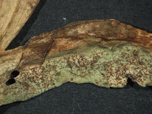 Aecidium quadrifidum