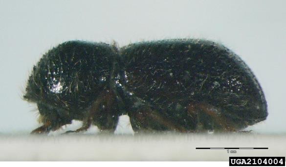vrtni lesar (<i>Xyleborus dispar</i>)