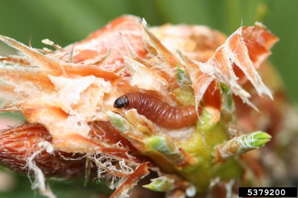 zavijač borovih poganjkov (<i>Rhyacionia buoliana</i>) na <i>Pinus</i> spp.