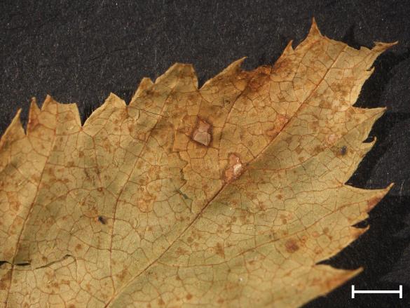 Melampsora ariae