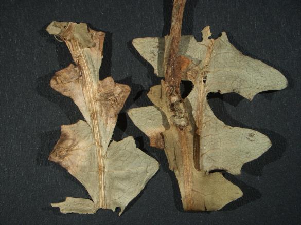 Aecidium compositarum 