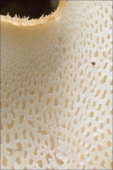 Polyporus squamosus