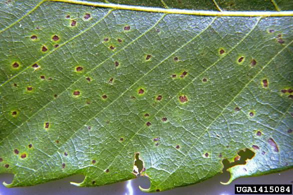 kostanjeva listna pegavost (<i>Mycosphaerella maculiformis</i>) na <i>Castanea sativa</i>