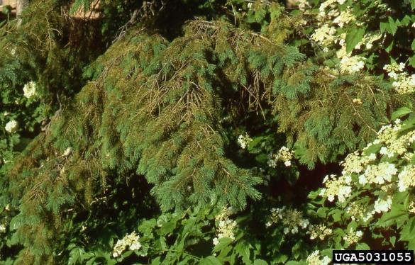 <i>Rhizosphaera kalkhoffii</i> na <i>Picea glauca</i>