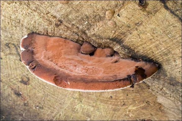 Ganoderma applanatum