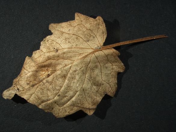 Aecidium valerianearum 
