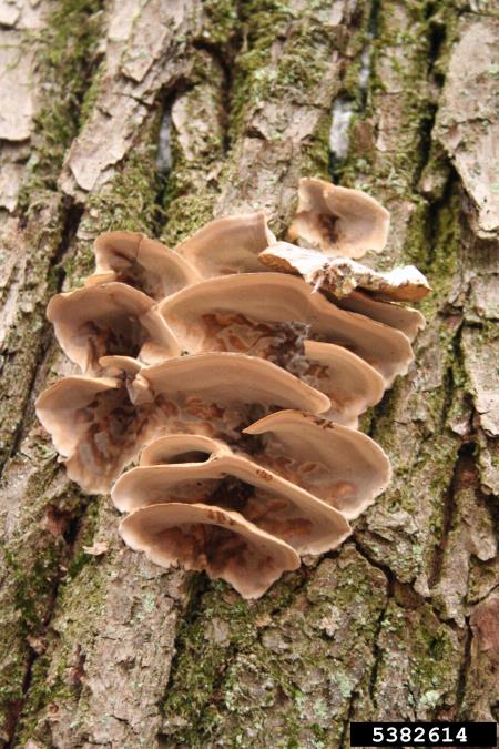 osmojena bjerkandera (<i>Bjerkandera adusta</i>) na <i>Castanea sativa</i>