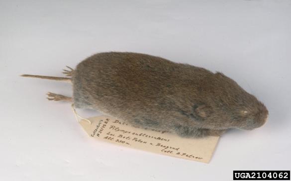 vrtna voluharica (<i>Microtus subterraneus</i>)