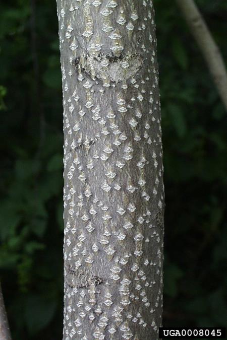 veliki pajesen (<i>Ailanthus altissima</i>)