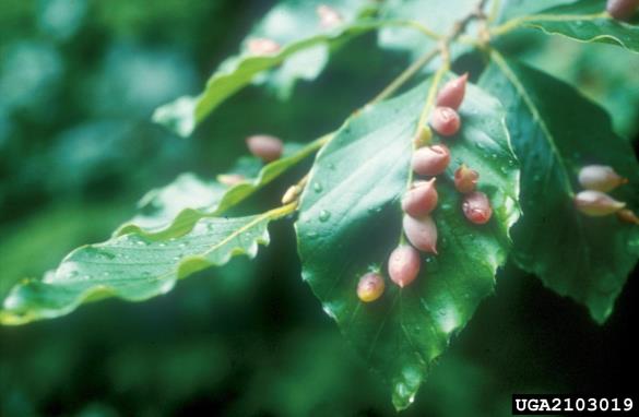 velika bukova listna hržica (<i>Mikiola fagi</i>) na <i>Fagus sylvatica</i>