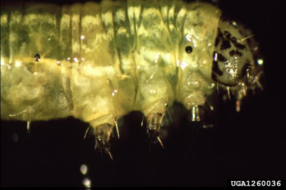<i>Operophtera fagata</i>