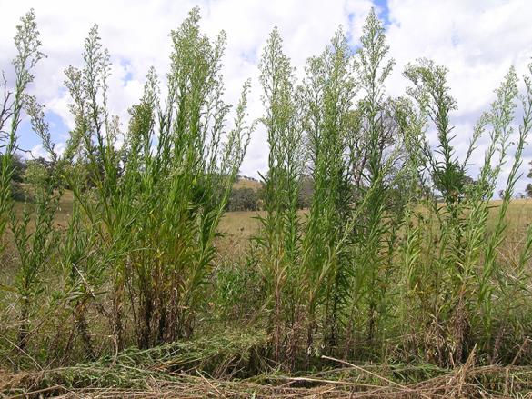 <i>Conyza sumatrensis</i>